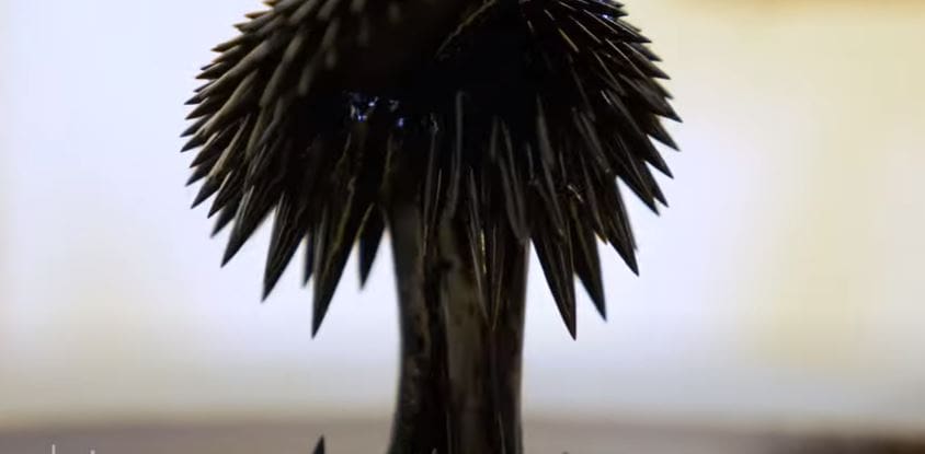 Watch magnetic ferrofluid become amazing art! Watch magnetic ferrofluid become amazing art!